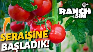 SERA İŞİNE BAŞLIYORUZ! // SEBZE - MEYVE BİZDEN SORULUR | Ranch Simulator | 9. Bölüm screenshot 1
