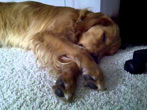 Sleep talking dog - YouTube