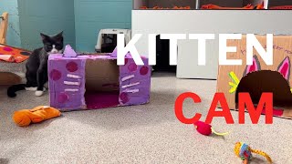 Kitten Cam - National Shelter Appreciation Week (Part 4) by Cat Depot 102 views 1 year ago 3 minutes, 31 seconds