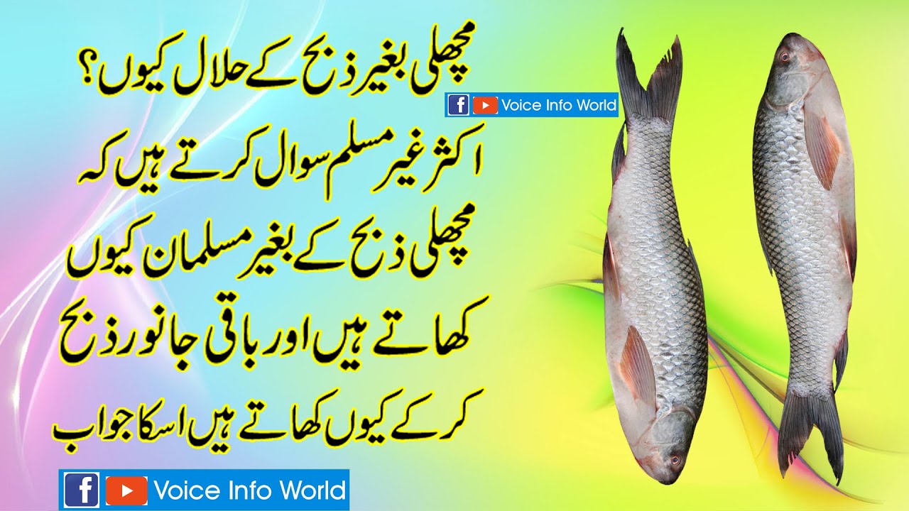 Machli Baghair Zibah k ku Khatay hain || Voice Info World