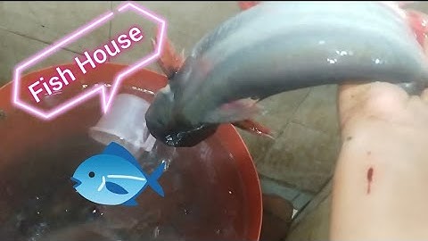 My First video of vlog Fish 🐠🐟