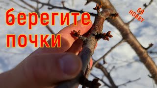 видео: НЕ ПЕРЕПУТАЙТЕ! Как выглядят плодовые почки на разных деревьях в саду картинка: НЕ ПЕРЕПУТАЙТЕ! Как выглядят плодовые почки на разных деревьях в саду