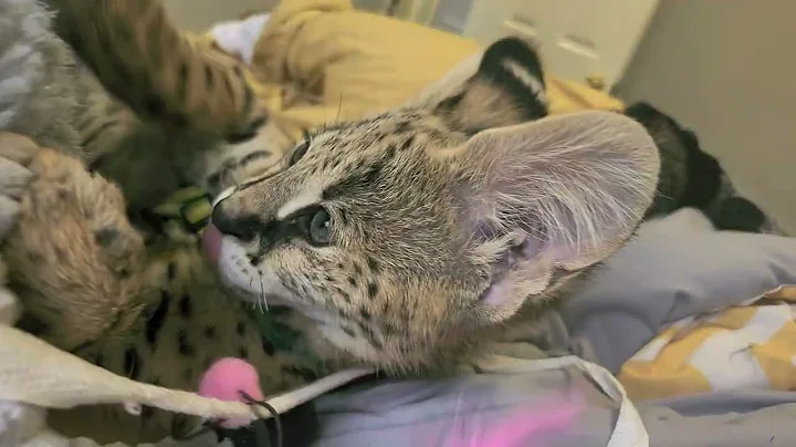 Watch the video about Serval mauls donkey. #Pouncerthecat #cat #cats #kittens #kitten #animals #servals #servalcats #funny