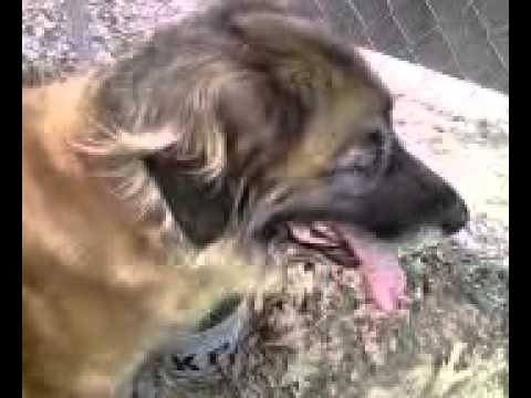 leonberger polyneuropathy