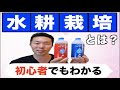 【初心者もわかる】水耕栽培！【ハイポニカ液体肥料を解説】