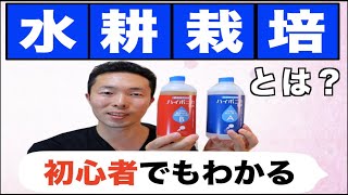 【初心者もわかる】水耕栽培！【ハイポニカ液体肥料を解説】