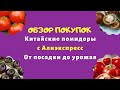 Китайские помидоры с Алиэкспресс  От посадки до урожая