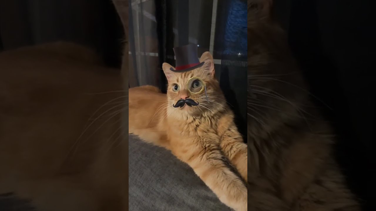 Это должно было закончиться иначе — животные решили по-своему