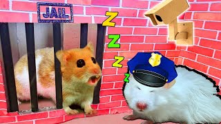 🐹 Hamster Escapes the Pool Maze for Pets 🐹 in Hamster Stories