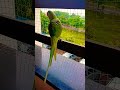 Youtubeshorts Masti Original Sound Parrot Youtubeshorts Masti Original Sound Parrot