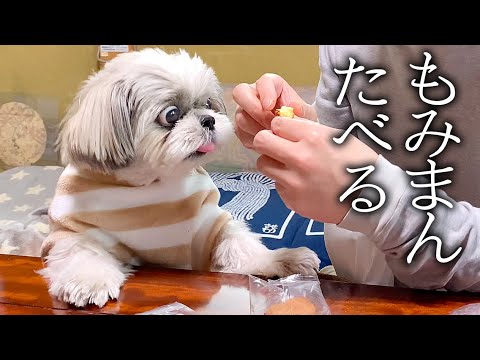 動画100. モコモコお洋服と犬用もみまんを食べるシーズー犬【蔵出し動画】