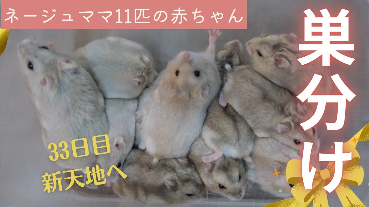 ネージュママ】11匹の赤ちゃん巣分け、新天地へ（生後33日目