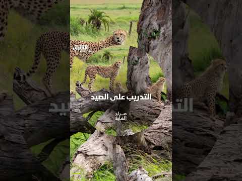 التدريب على الصيد
