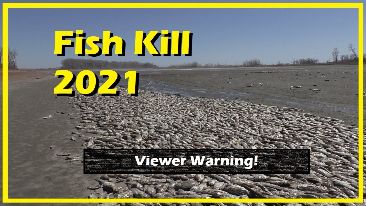 Fish Kill 2021 Snyders Bend County Park, Iowa. Thousands of fish die from a winter kill...nature