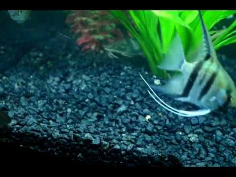 Pleccy The Sailfin Suckermouth Catfish or Spotted Plec from YouTube · Duration: 41 seconds · 615 views · uploaded on 4/15/2011 · uploaded by sheralyn1986 Pleccy The Sailfin Suckermouth Catfish or Spotted Plec from YouTube · Duration: 41 seconds · 615 views · uploaded on 4/15/2011 · uploaded by sheralyn1986