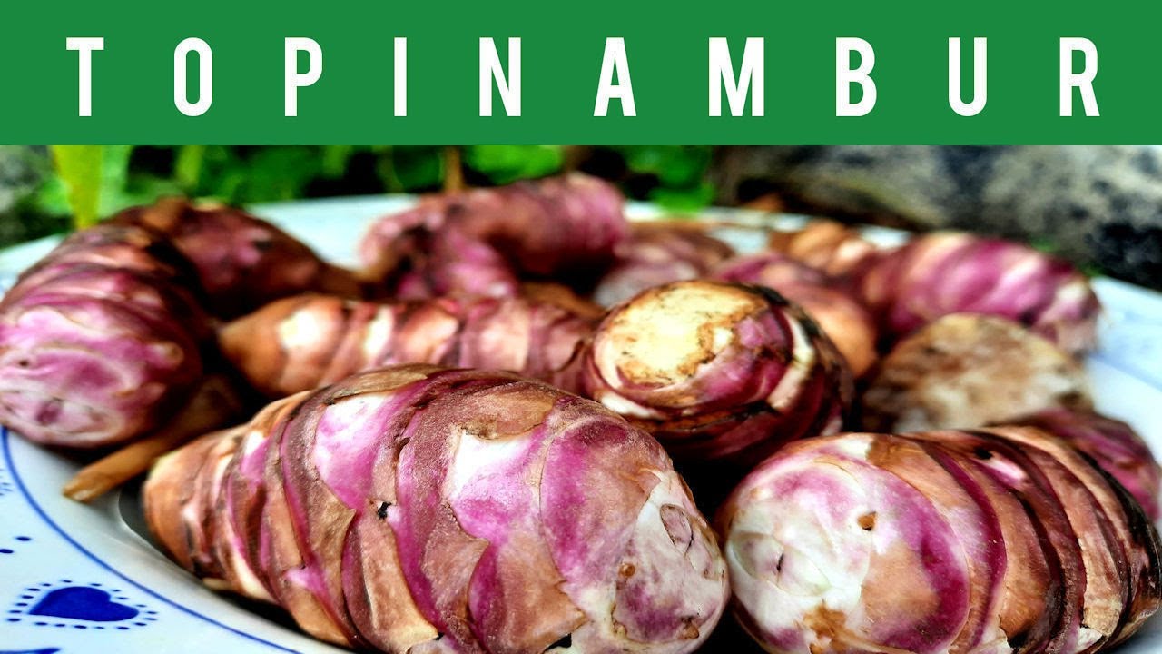 🟠GRAN COSECHA de TOPINAMBUR en MACETA🥔 (2022)