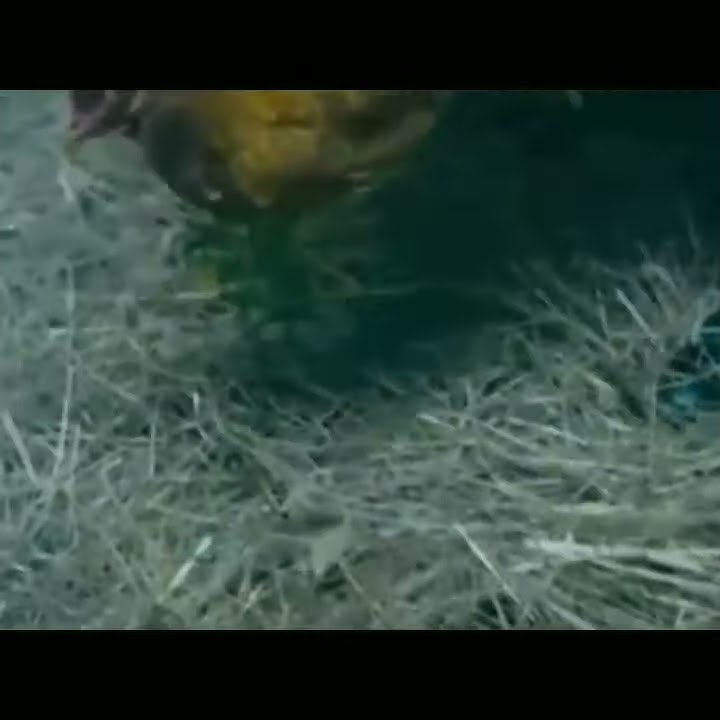 "Мамы!"С.Безруков поясняет дураку,что нужно беречь маму! - YouTube