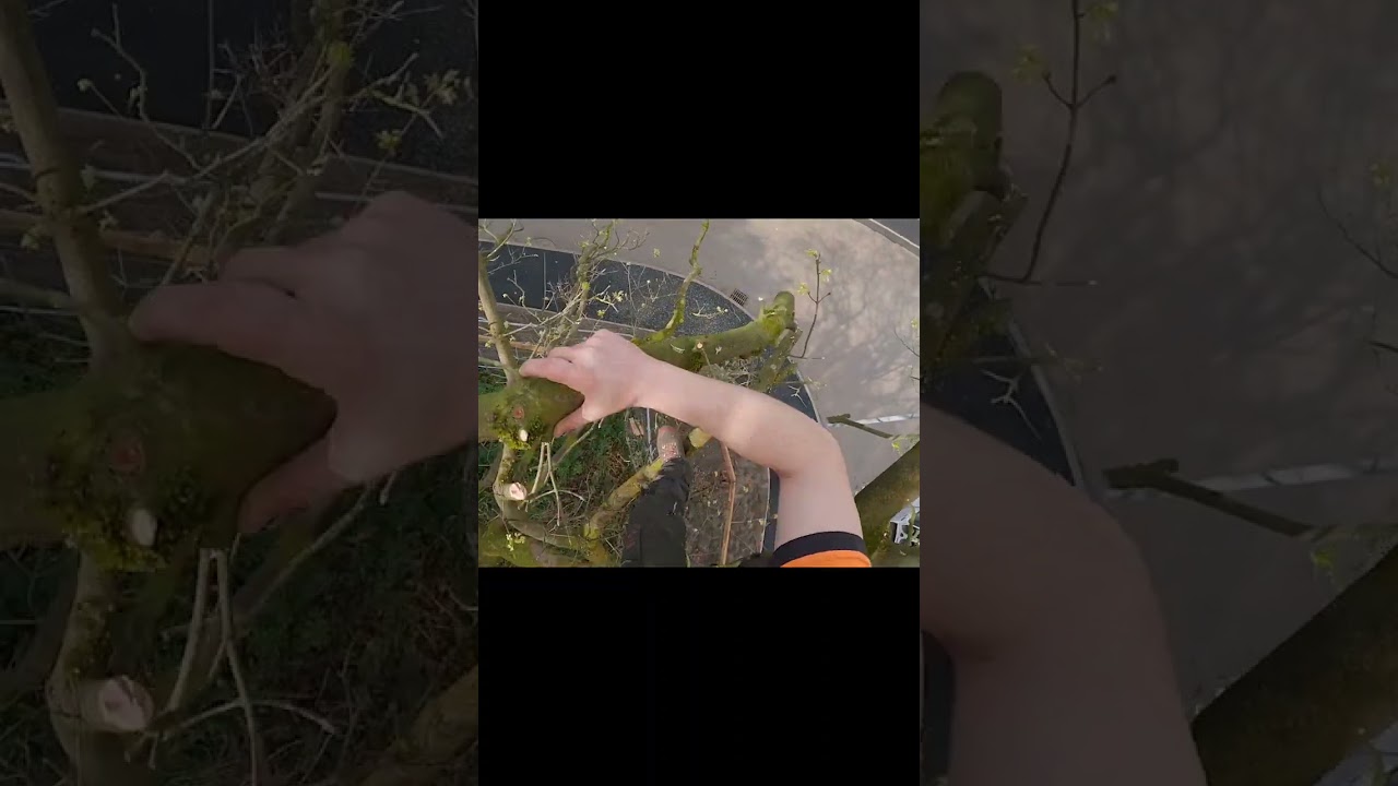 last minute crown lift full video on the channel 