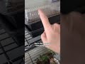 Day 11 Project - Humidity domes for turmeric seed rhizomes