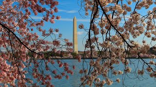 Gorgeous 2023 Cherry Blossoms In Washington DC on the &quot;Cherry Blossom Cruise&quot;
