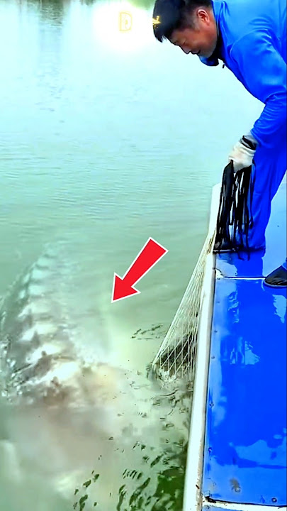 Kaget Sekagetnya ‼️ Jala Ikan Dapet Monster Air Nyaris Lepas ❗ #amazing #fishing #bigfish