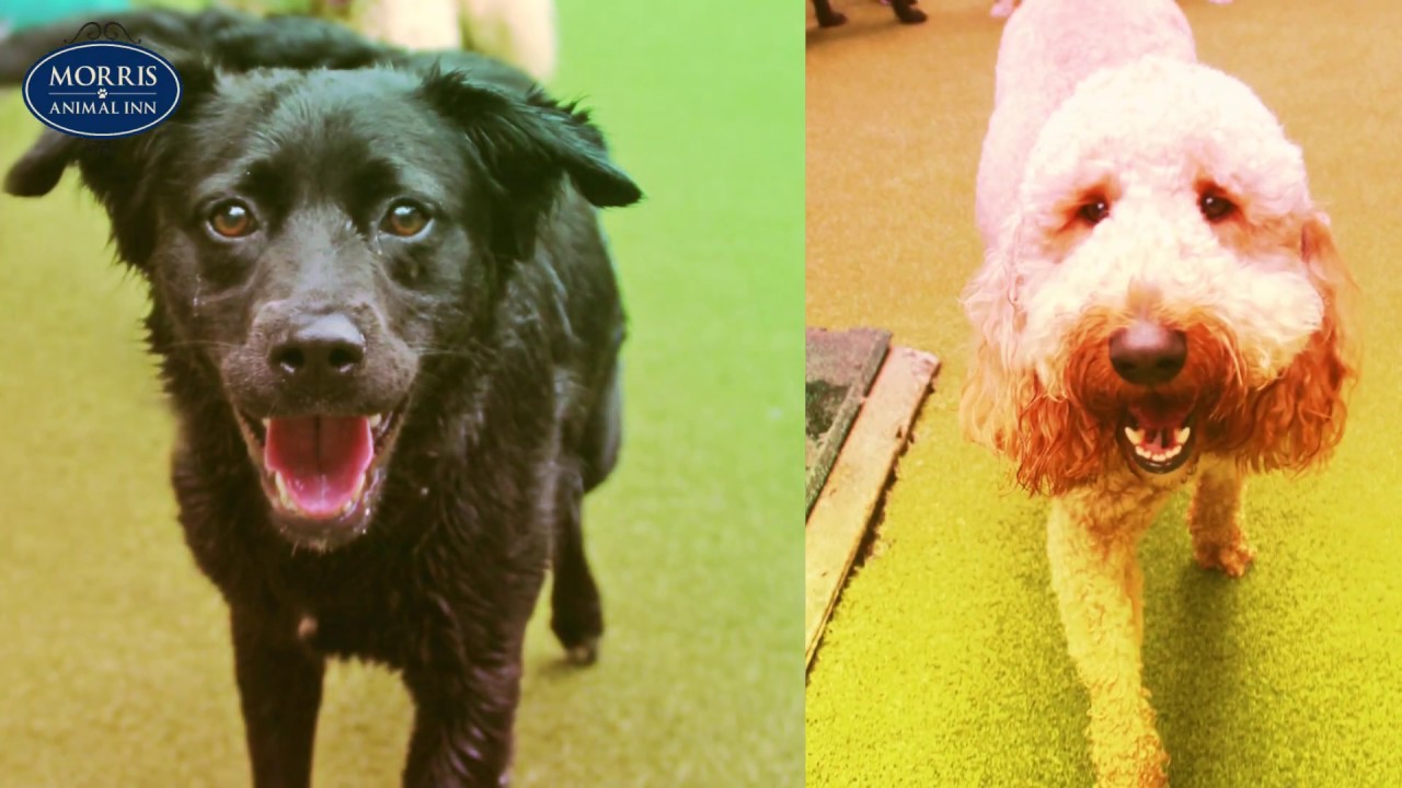 Splash & Dash YouTube