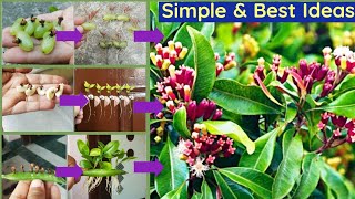 3New & Best Idea:How to grow clove spice plants from seeds|Growing Clove Plant|Laung|New|Diygarden
