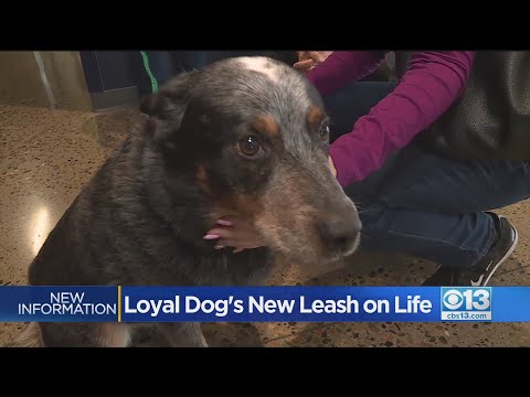 Loyal Dog's New Leash On Life