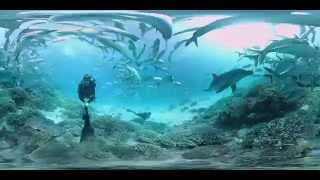 Dolphin encounter on the Great Barrier Reef