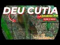 Caçada de Cutia - mais uma cutia, veio duas