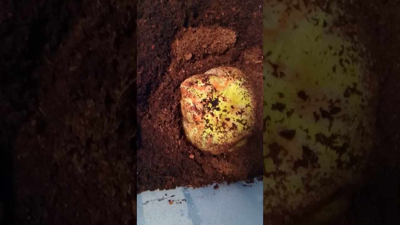 camera iphone 8 plus apk Pacman Frog/Giant Toad Greenhouse, update #2