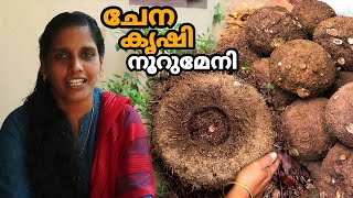 ചേന കൃഷി നൂറുമേനി | Chena Krishi vilaveduppu | Yam farming and Harvesting