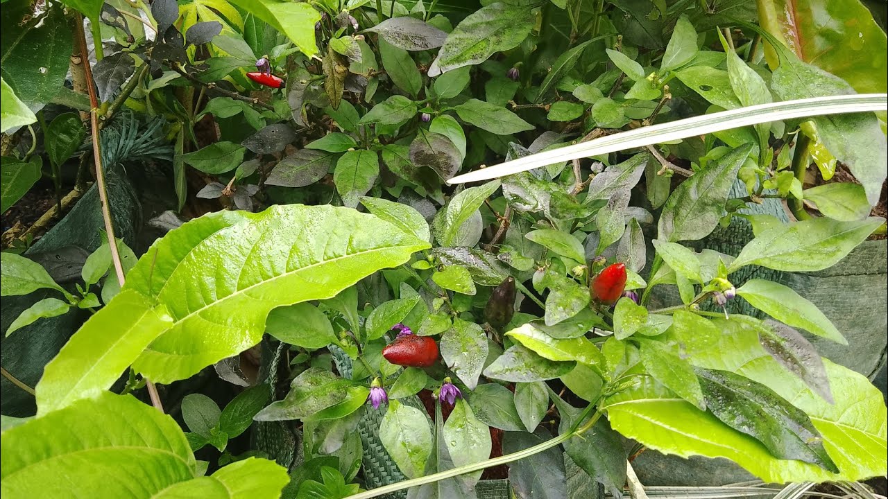 Cabe rawit tumbuh subur di lahan terbatas 