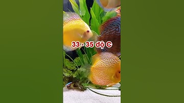 Bệnh đốm đỏ ở cá dĩa | CÁ DĨA ĐẠI PHÁT