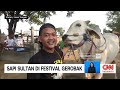 Deretan Sapi-sapi Sultan di Festival Budaya di Klaten