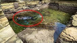 ひぐらしなまず Youtube ひぐらしなまず Youtube