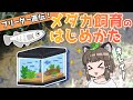 【決定版】メダカ飼育の始め方｜ブリーダー直伝の飼育方法！