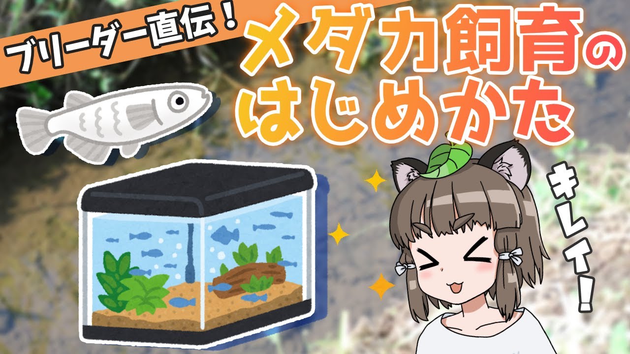 めだか飼育に如何ですか⁉️ 決定版】メダカ飼育の始め方｜ブリーダー直伝の飼育方法！ - YouTube