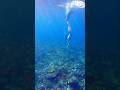 A Mermaid in the Coral Garden #freediver #freediving #okinawatrip #スキンダイビング #沖縄観光