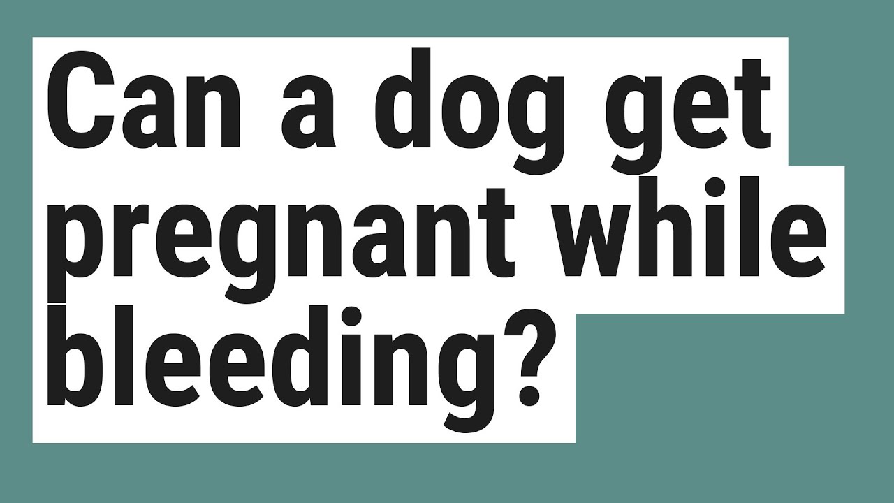 Can A Dog Get Pregnant While Bleeding?