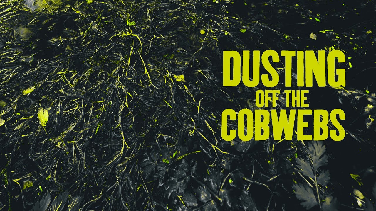 Dusting off the cobwebs with some local woodland photography YouTube