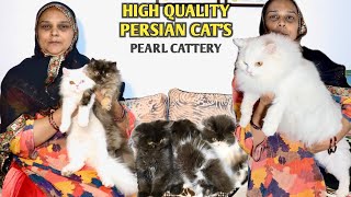 High Quality Persian Cat's & Kittens Pure Bloodline At Pearl Cattery by SHADAB NBT 11,700 views 6 months ago 8 minutes, 13 seconds