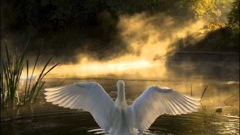 Fusion Allstars - The Next Level (Original Mix)