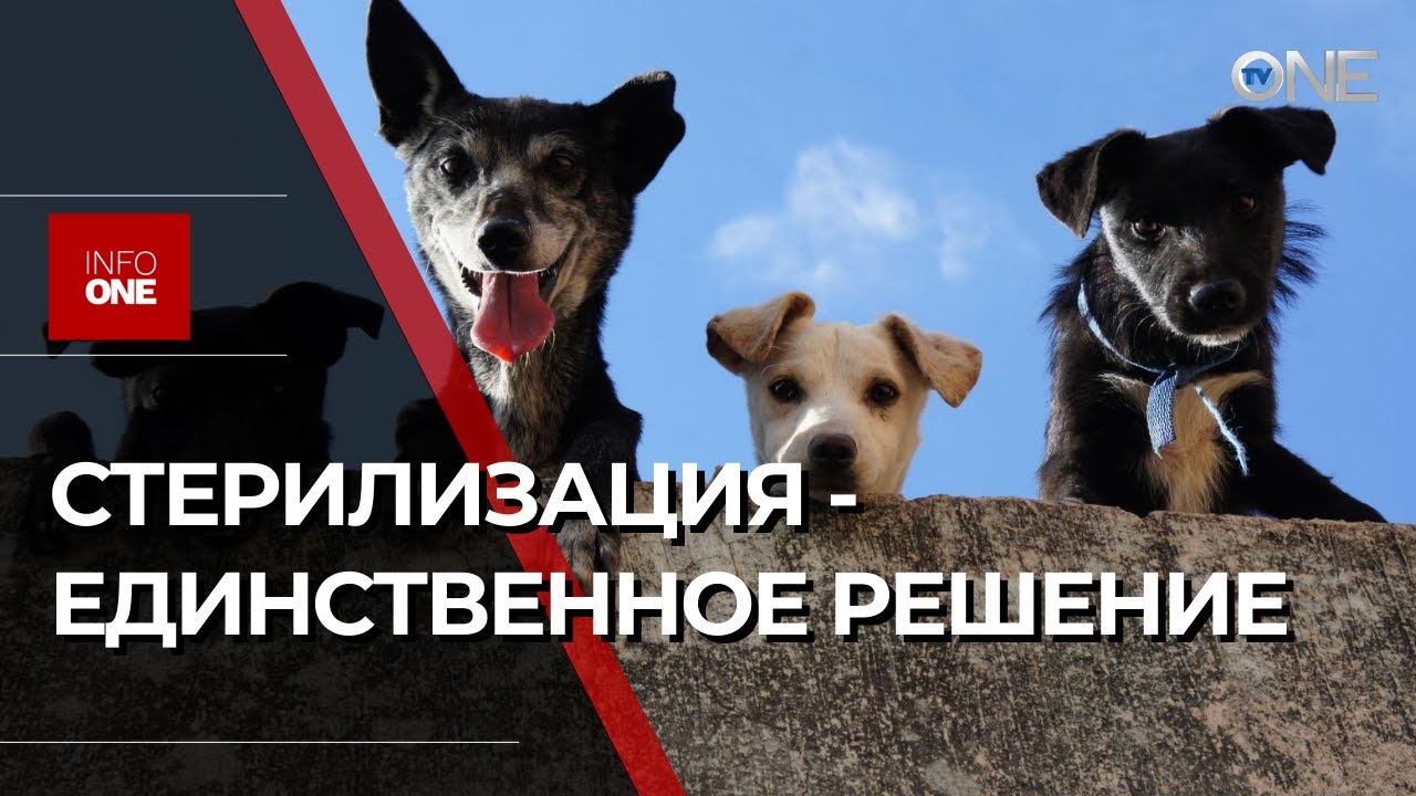 INFO ONE - ПРЕДЛАГАЕТ СДЕЛАТЬ СТЕРИЛИЗАЦИЮ СОБАК