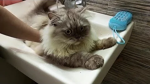 Video 11250101: cat bathing animation