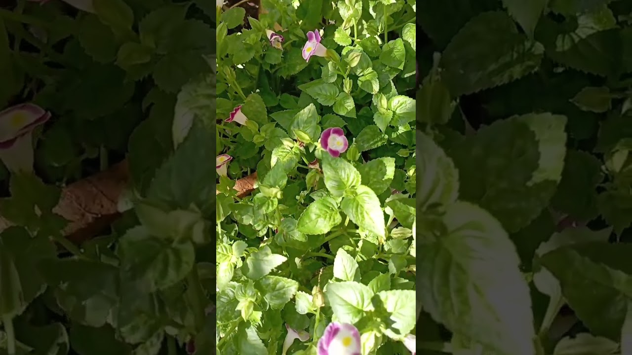 Beautiful Little Pink Wild Flowers | Flower Series 77 | 