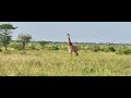 Girafe  tsavo ouest kenya