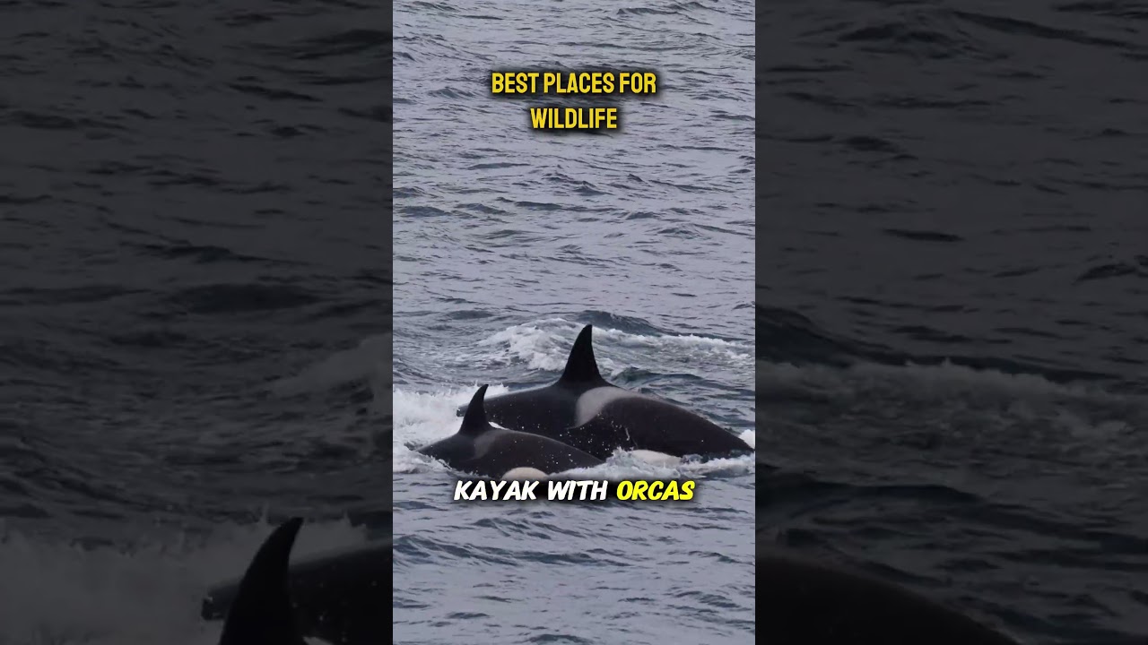 Где лучше всего наблюдать за дикой природой?