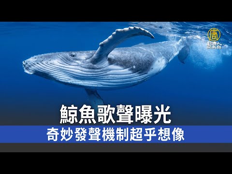 鯨魚歌聲曝光 奇妙發聲機制超乎想像