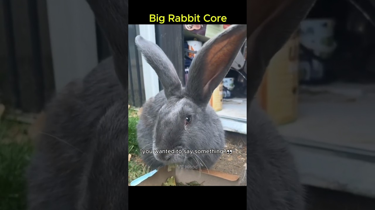 Big rabbit core🐇🐰💖